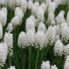 Мускарі Aucheri White Magic - Зображення 7