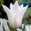 Тюльпан White Triumphator - Зображення 6
