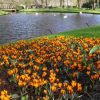 Крокус Orange Monarch - Зображення 5