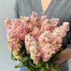Матіола (левкой) Айрон (Фасовка: 200 шт; Колір: apricot) - Зображення 2