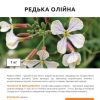 Олійна редька (Фасовка: 1 кг) - Зображення 3