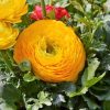 Жовтець Yellow