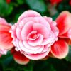 Бегонія Камелія Флора - Camelia Flora pink-white - Зображення 3