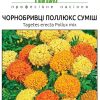 Чорнобривці Поллюкс - Зображення 2