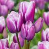 Тюльпан Purple Elegance