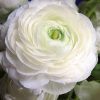 Жовтець White (Фасовка: 5 шт)