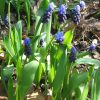 Мускарі Latifolium - Зображення 5