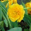 Тюльпан Yellow Pomponette - Зображення 6