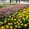Тюльпан Yokohama - Зображення 5