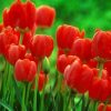 Тюльпан Red Revival - Зображення 6