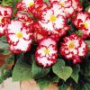Бегонія Маргіната біло-червона - Marginata white-red - Зображення 3