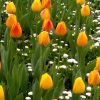 Тюльпан Beauty of Apeldoorn - Зображення 8