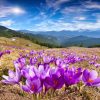 Крокус Remembrance (Фасування: 5 шт) - Зображення 5