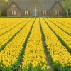 Тюльпан Golden Apeldoorn - Зображення 6