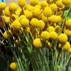 Краспедія Кульовидна (Фасовка: 1000 шт; Колір: жовтий) - Зображення 6