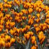 Крокус Orange Monarch - Зображення 3