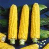 Кукурудза для консервування (Фасовка: 15 шт) - Зображення 3