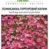 Камнеломка Пурпуровий килим (Фасовка: 0,01 г; Колір: пурпурний) - Зображення 2