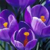 Крокус Flower Record - Зображення 4