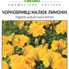Чорнобривці Малюк - Зображення 2