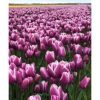 Тюльпан Purple Elegance - Зображення 4