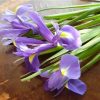 Ірис Пьорпл Сенсейшн - Purple Sensation - Зображення 2