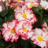 Бегонія Маргіната біло-червона - Marginata white-red - Зображення 2