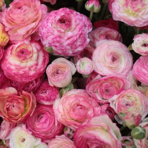 Жовтець Pink пікоте