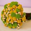 Краспедія Кульовидна (Фасовка: 1000 шт; Колір: жовтий) - Зображення 4