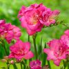 Фрезія Pink
