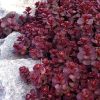 Седум спуріум Вуду