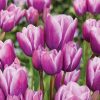 Тюльпан Purple Elegance - Зображення 3