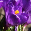 Крокус Flower Record - Зображення 3