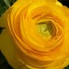 Жовтець Yellow - Зображення 3