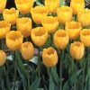 Тюльпан Golden Apeldoorn - Зображення 3
