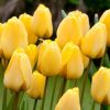 Тюльпан Golden Apeldoorn - Зображення 7