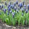 Мускарі Latifolium - Зображення 4