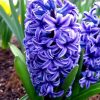 Гіацинт Delft Blue