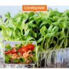 Мікрозелень соняшнику - Зображення 2