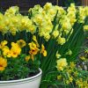 Нарцис Yellow Cheerfulness - Зображення 3