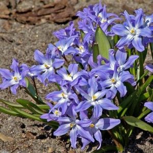 Хіонодокса Luciliae - Зображення 2