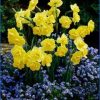 Нарцис Yellow Cheerfulness - Зображення 4
