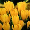 Крокус Giant Yellow - Зображення 2