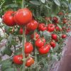 Томат Дунай К 20.48 F1