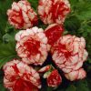 Бегонія Мармората - Marmorata red-white - Зображення 4