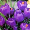 Крокус Flower Record - Зображення 6