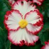 Бегонія Маргіната біло-червона - Marginata white-red