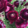 Жовтець Purple Sensation - Зображення 4