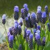 Мускарі Latifolium - Зображення 7