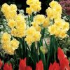Нарцис Yellow Cheerfulness